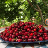 Отель Zimer Al-Bayt, фото 5