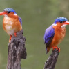 Отель Muluwa Lodge, фото 29