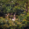 Отель Golden Tropics 30 Minutes From Superbowl 2020 Pool Fenced Backyard, фото 18
