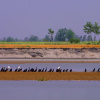 Отель Ganga Village Resort, фото 9