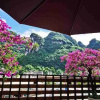 Отель Limeng Xiaoshu (Yangshuo Shili Hualang), фото 11