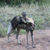 Отель Buffalo Tented Lodge, фото 30