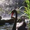 Отель Embassy Suites by Hilton Napa Valley, фото 5