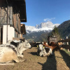 Отель Veraltenhof Agriturismo B&B, фото 7