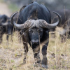Отель Valley Lodge - Babanango Game Reserve, фото 6