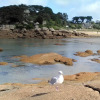 Отель Maison avec WIFI, à 100m de la plage à Ploumanac'h en PERROS-GUIREC - Réf 345, фото 9
