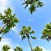 Отель Lime Resort Hotel, фото 3