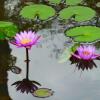 Отель Nature Village-Matugama, фото 7