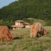 Отель Cascina Cà Bella, фото 10