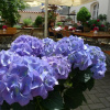 Отель Roter Ochsen Lauchheim, фото 13