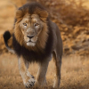 Отель The Postcard Gir Wildlife Sanctuary, фото 15
