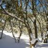 Отель Hotham Heights Chalets Mt Hotham, фото 15