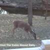 Отель Wisconsin Dells Cabin in the Woods - VLD0423, фото 10