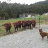 Отель White Horse Farmstay B & B, фото 10