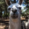 Отель Villa Can Llamas Rent Per Week, фото 29