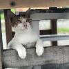 Отель Cat Sky Country Homestay, фото 27