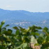 Отель Les Glycines, фото 10
