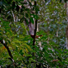 Отель Tierra Guarani Lodge de Selva, фото 28