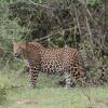 Отель Yala Wilderness Safari Camp, фото 12