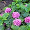 Отель Villa Ortansia, фото 16