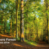 Отель Cheshire Lodge, фото 22