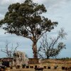 Отель Lancemore Macedon Ranges, фото 28