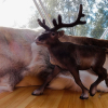 Отель Wild Caribou Dome, фото 10