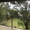 Отель Kookaburra Retreat, фото 19