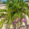 Отель Nianna Coral Bay Splendid Townhouse- 4, фото 10