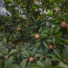 Отель V Resorts Upvan Corbett, фото 21