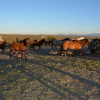 Отель Flying E Ranch, фото 18