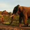 Отель Victoria Falls Safari Suites, фото 12
