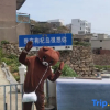 Отель Gouqi Qingyawan Seaview Homestay (Dongya Jeep Shop), фото 17