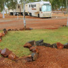 Отель Meekatharra Accommodation Centre - Campsite, фото 14