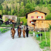 Отель Jurte beim Lama- & Alpakahof Triesenberg, фото 5