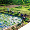 Отель Thanh Chiem Village, фото 5