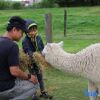 Отель Silverstream Alpaca Farmstay and Tour, фото 30