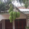 Отель shehara homestay, фото 13