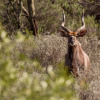 Отель Wildehondekloof, фото 20