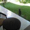 Отель Indraprastha Ubud Home Stay, фото 10