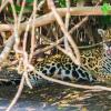 Отель Pantanal Mato Grosso Hotel, фото 1