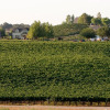 Отель San Marcos Creek Vineyard & Winery, фото 2