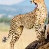 Отель Stc.Safari lodge, фото 25