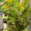Отель Angkor Piseth Homestay, фото 1