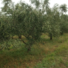 Отель Apartmani Marijana, фото 4