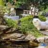 Отель Lijiang Ancient City Langxue Courtyard Cat Cafe Homestay (Dayan Ancient Town Branch), фото 14
