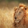 Отель Big Cat Safari , 4 days / 3 nights , Fly-in safari in Kenya в Найроби