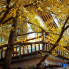 Отель Ginkgo Village, фото 5