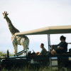 Отель Premier Resort Mpongo Private Game Reserve, фото 32