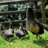 Отель Tourist Farm Arbajter, фото 15